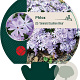 Phlox (S) 'Emerald Cushion Blue' GM P9