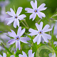 Phlox (S) 'Emerald Cushion Blue' GM P9