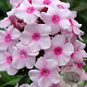 Phlox (P) 'Europa' GM P9