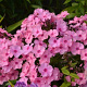 Phlox (P) 'Flamingo' GM P9