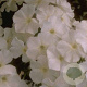 Phlox (P) 'Fujiyama' GM P9