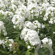 Phlox (P) 'Fujiyama' GM P9