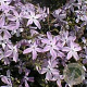 Phlox (S) 'G.F. Wilson' GM P9