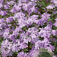 Phlox (S) 'G.F. Wilson' GM P9