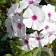 Phlox (P) 'Graf Zeppelin' GM P9