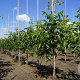 Juglans r. 'Broadview' 10-12 HO draadkluit