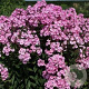 Phlox (P) 'Herbstwalzer' GM P9