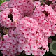 Phlox (P) 'Herbstwalzer' GM P9