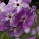 Phlox (P) 'Katherine' GM P9