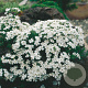 Phlox (S) 'Maischnee' GM P9