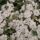 Phlox (S) 'Maischnee' GM P9
