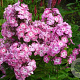 Phlox (P) 'Mies Copijn' GM P9