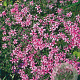 Phlox (S) 'Moerheimii' GM P9