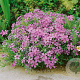 Phlox (S) 'Moerheimii' GM P9