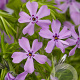 Phlox (S) 'Moerheimii' GM P9