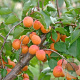 Prunus ar. 'Orangered' 12-14 HA draadkluit 3 X verplant