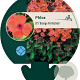 Phlox (P) 'Orange Perfection' GM P9