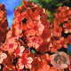 Phlox (P) 'Orange Perfection' GM P9