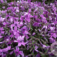 Phlox (S) 'Purple Beauty' GM P9
