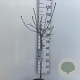 Prunus cistena 60 cm stam 5,0L