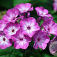 Phlox (P) Purple Flame GM P9