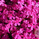Phlox (D) 'Red Admiral' GM P9