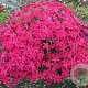 Phlox (D) 'Red Admiral' GM P9
