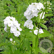 Phlox (P) 'Rembrandt' GM P9