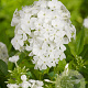 Phlox (P) 'Rembrandt' GM P9