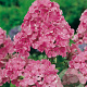 Phlox (P) 'Rijnstroom' GM P9