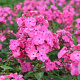 Phlox (P) 'Rijnstroom' GM P9