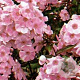 Phlox (P) 'Rijnstroom' GM P9