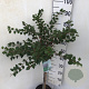 Prunus incisa 'Kojou-no-mai' 60 cm stam 5,0L