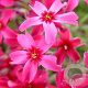 Phlox (S) 'Scarlet Flame' GM P9