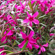 Phlox (S) 'Scarlet Flame' GM P9