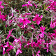 Phlox (S) 'Scarlet Flame' GM P9