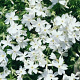 Phlox (S) 'Snowflake' GM P9