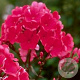 Phlox (P) 'Starfire' GM P9