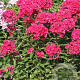 Phlox (P) 'Starfire' GM P9