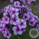 Phlox 'Swirly Burly' GM P9