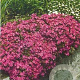 Phlox (S) 'Temiskaming' GM P9