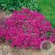Phlox (S) 'Temiskaming' GM P9