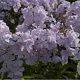 Phlox (P) 'Utopia' GM P9