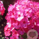 Phlox (P) 'Vintage Wine' GM P9
