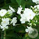 Phlox (P) 'White Admiral' GM P9