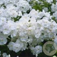 Phlox (P) 'White Admiral' GM P9