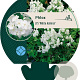 Phlox (P) 'White Admiral' GM P9