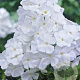 Phlox (P) 'White Admiral' GM P9
