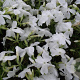 Phlox (S) 'White Delight' GM P9