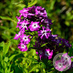 Phlox (P) 'Wilhelm Kesselring' GM P9